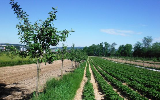 Apfel, Erdbeeren und Getreide in der Innerschweiz